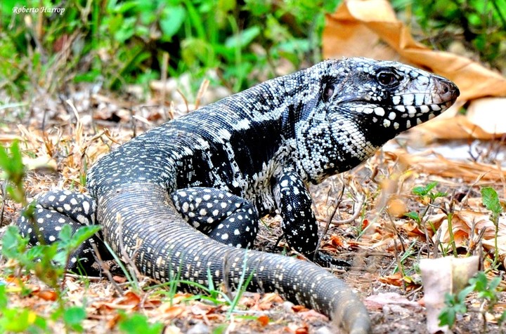 lagarto teiu