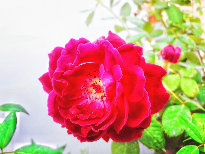 My First DSLR like pic