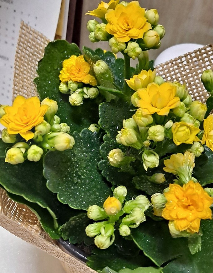 flowers