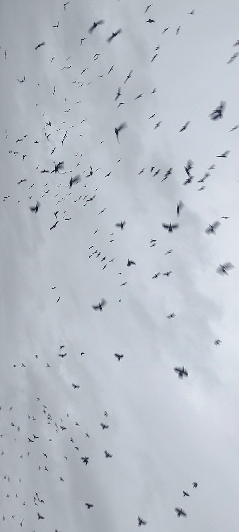 sfondi wildlife, pattern