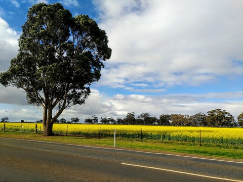 Fields