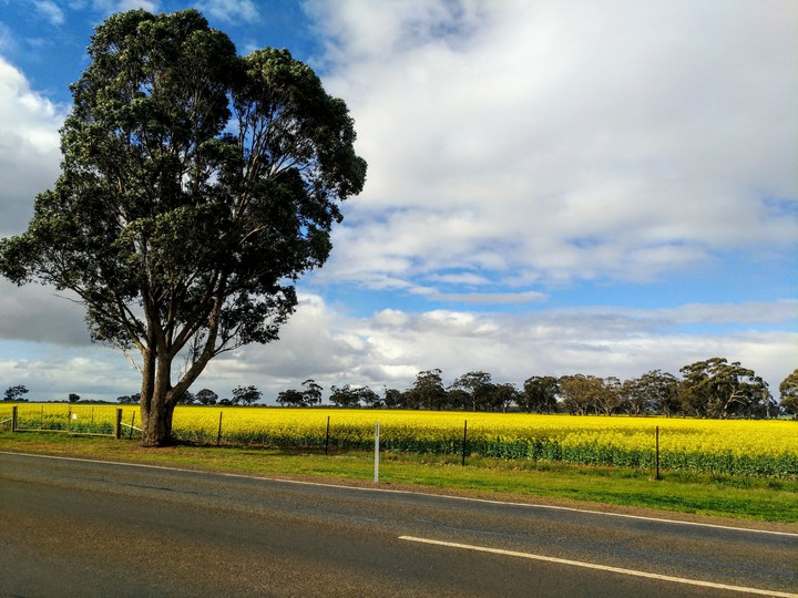 Fields