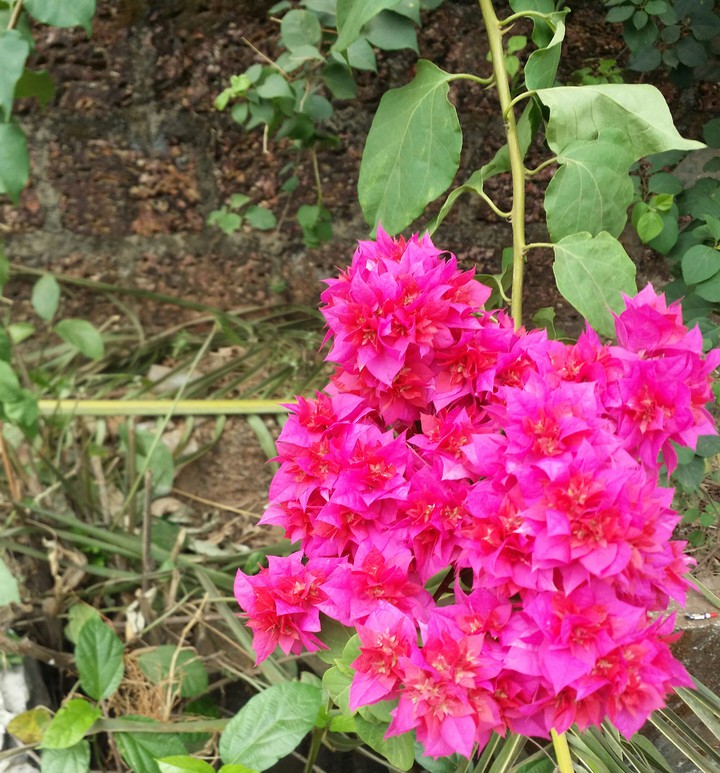 Bougainvillea glabra