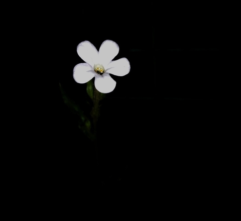 night flower