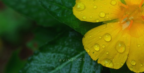 yellow love