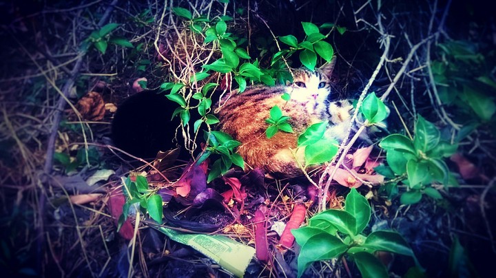 little cat 