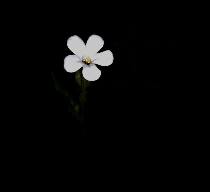 night flower