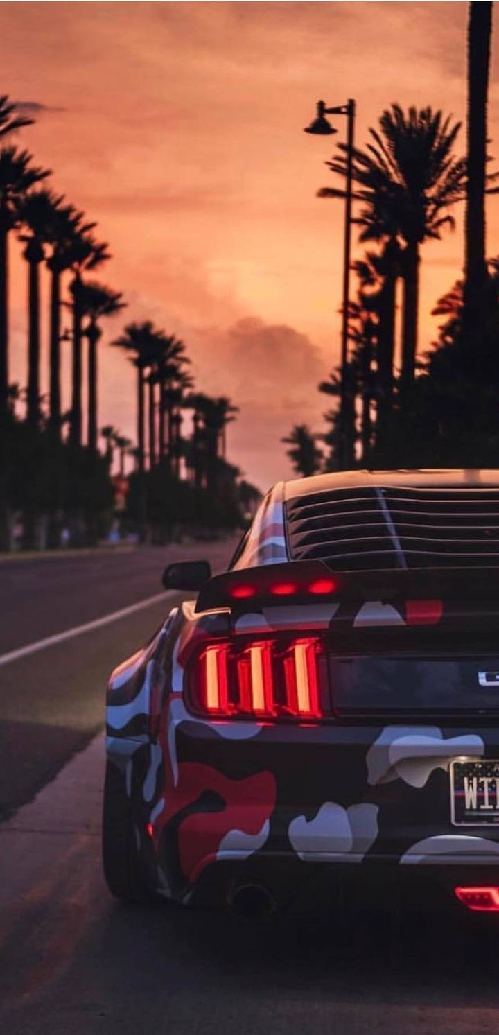 mustang woth palms