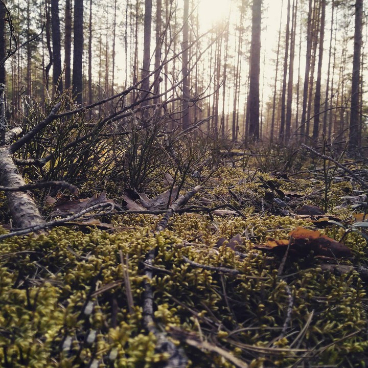 Wood