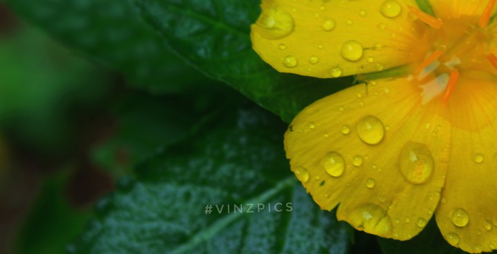 yellow love