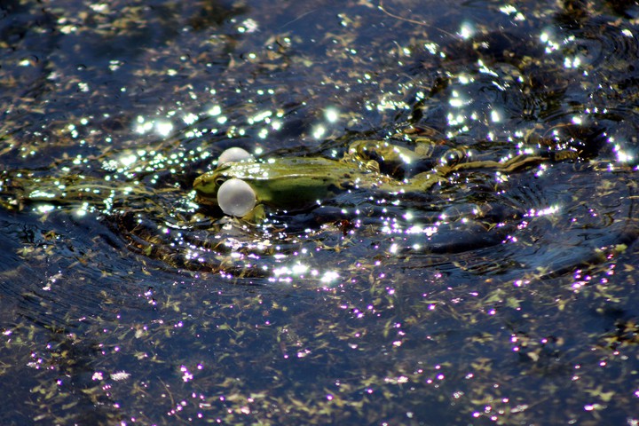 Swim and shine