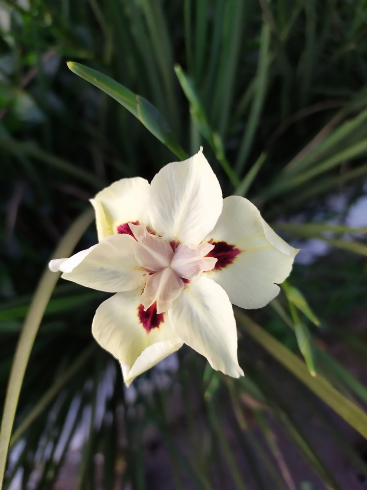 Beautiful Flower