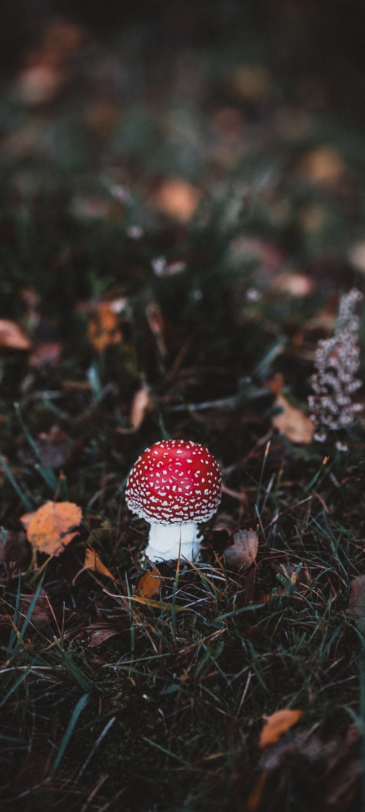 mushroom