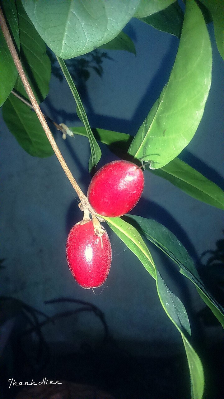 A magic fruit