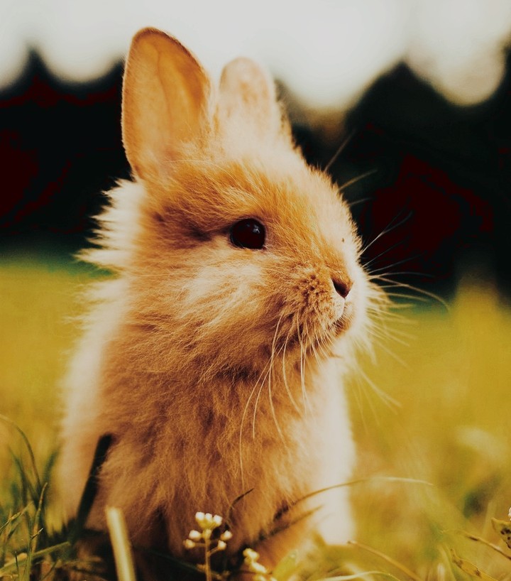 bunny