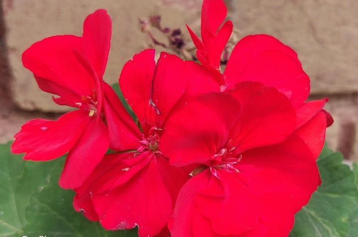 Redflowers