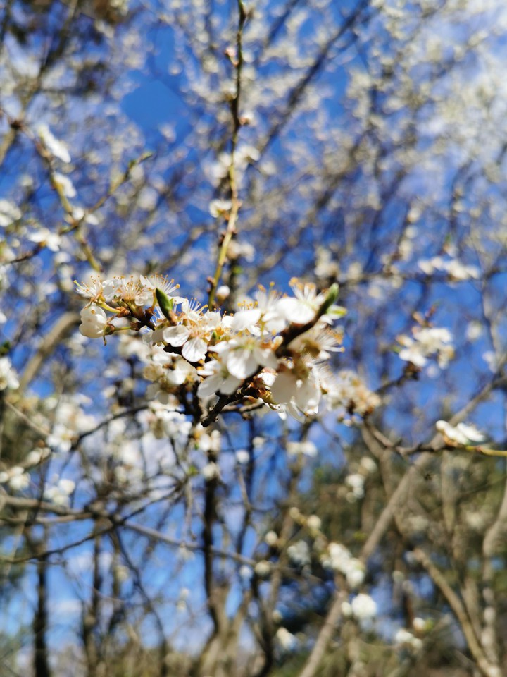 cherry flowers