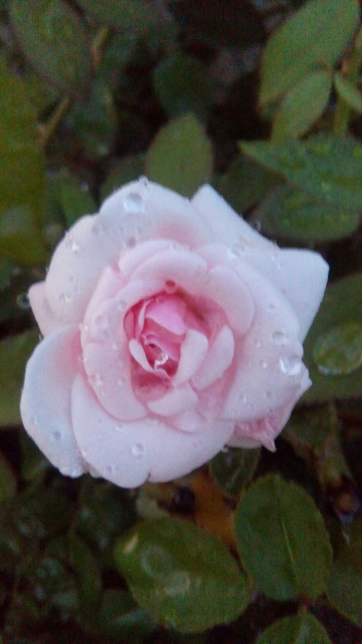 pink rose
