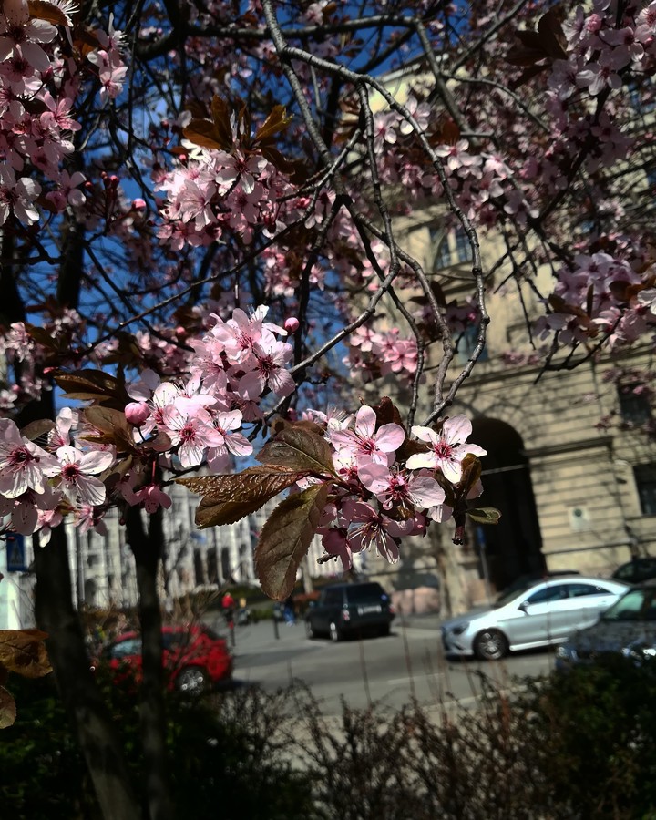 Cherry flower