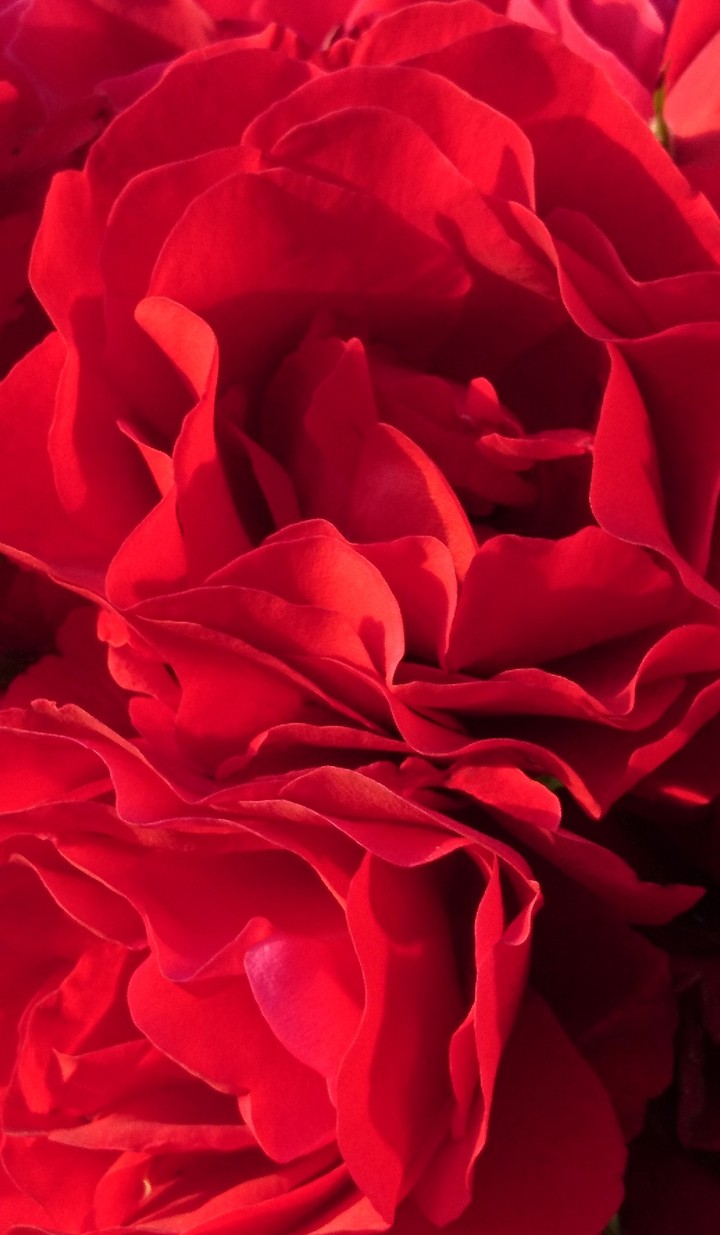 Roses?❤️