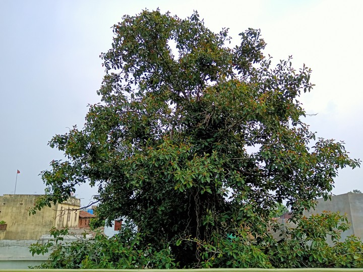 Greeny Tree