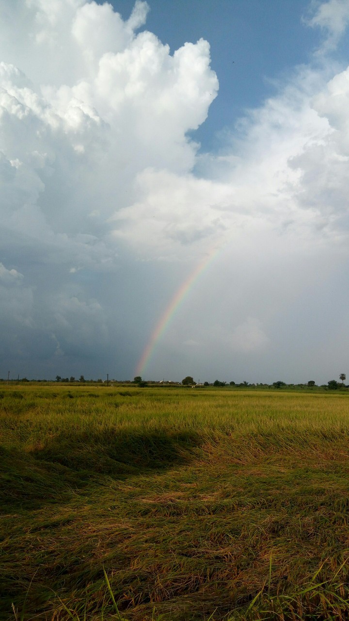 rainbow7