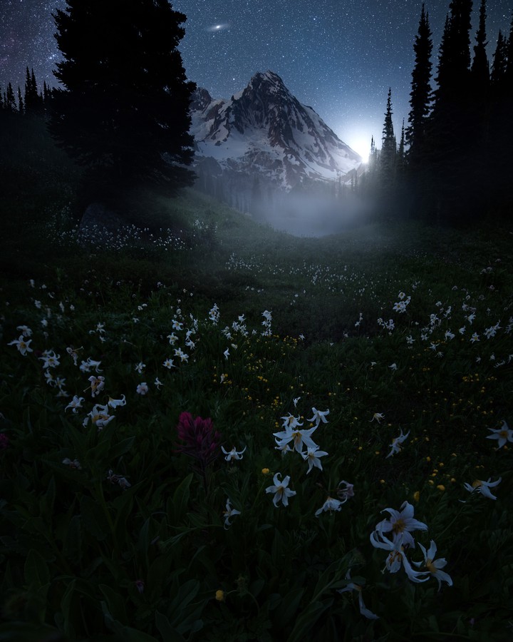 Garden of words