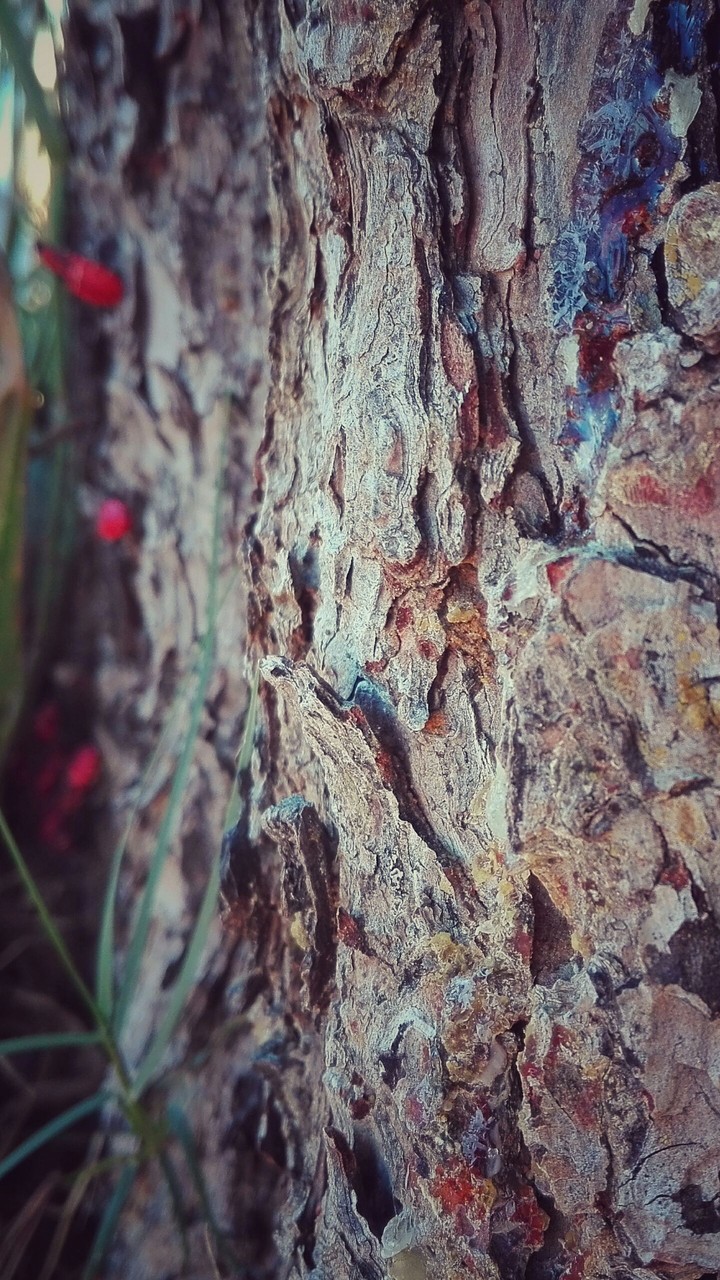 The Tree Bark Life