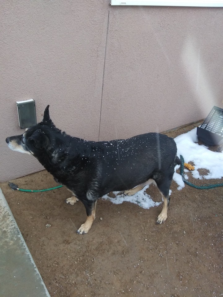 My dog Priss