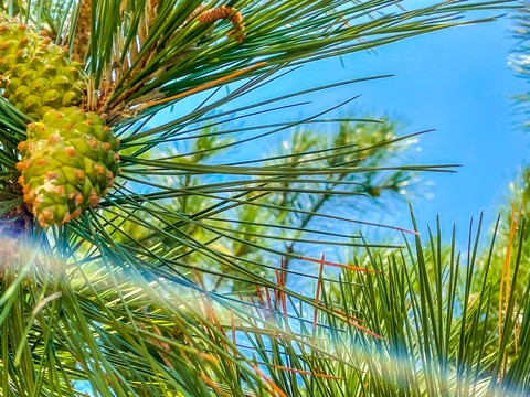 plant, larch duvar kağıtları