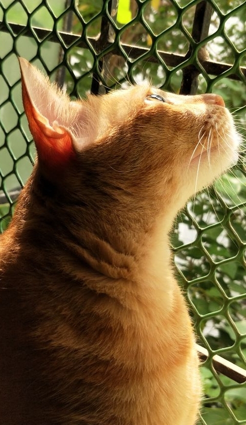 Lord of Warmth