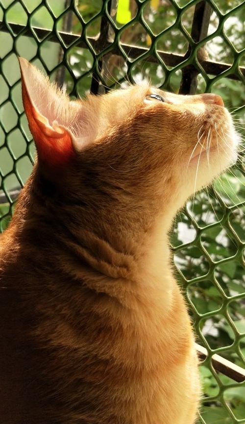 Lord of Warmth