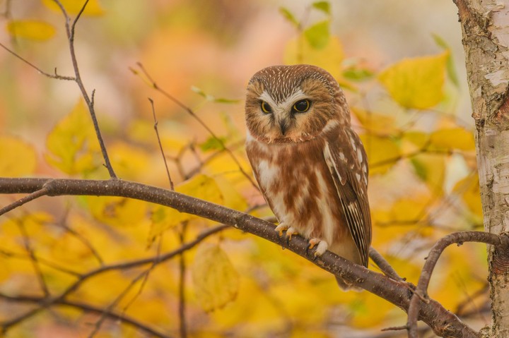 Owl