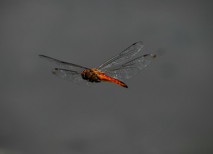 The Dragon Fly