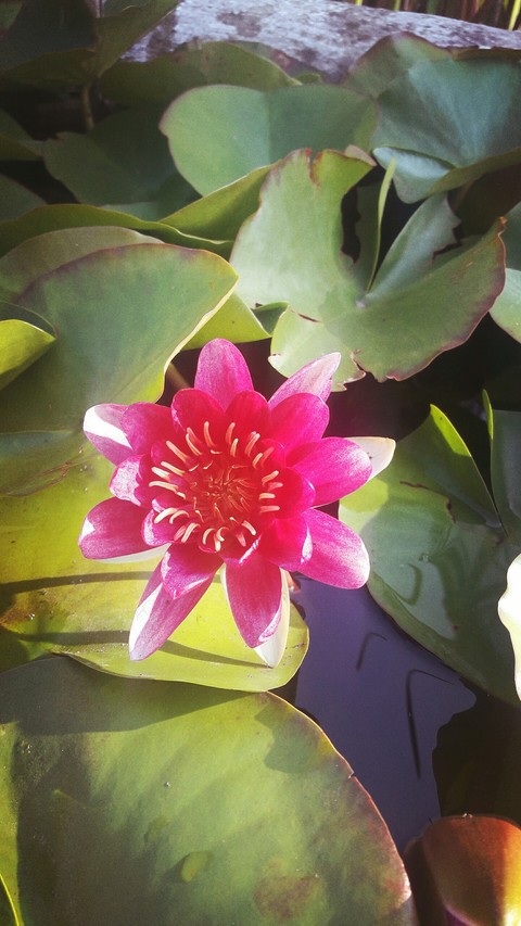 water lily