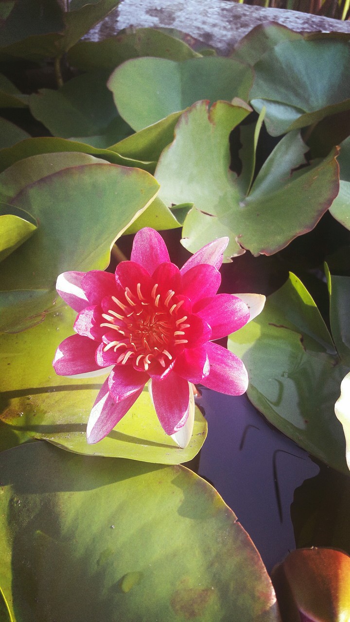 water lily