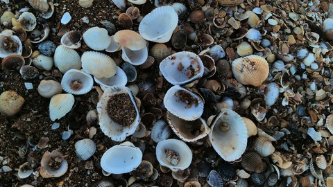 Seashells