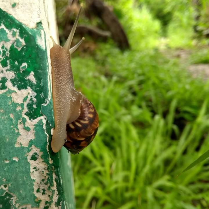 caracol