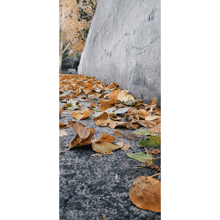 leaves