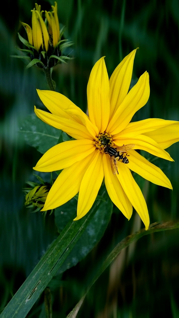 Schwebfliege auf gelber Blüte
