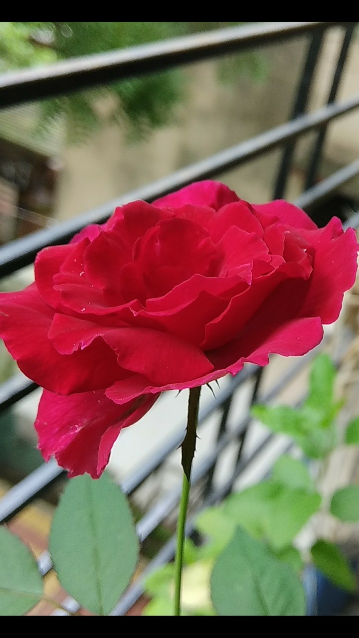 Roselian