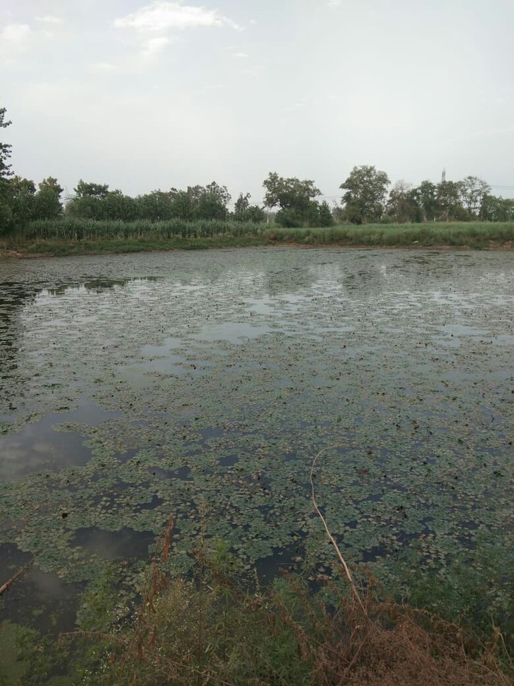 a field