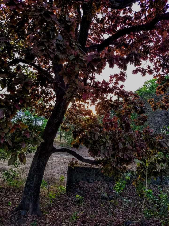 lonely tree