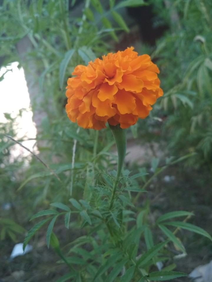 My New DSLR camera