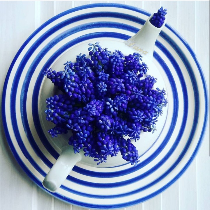 muscari