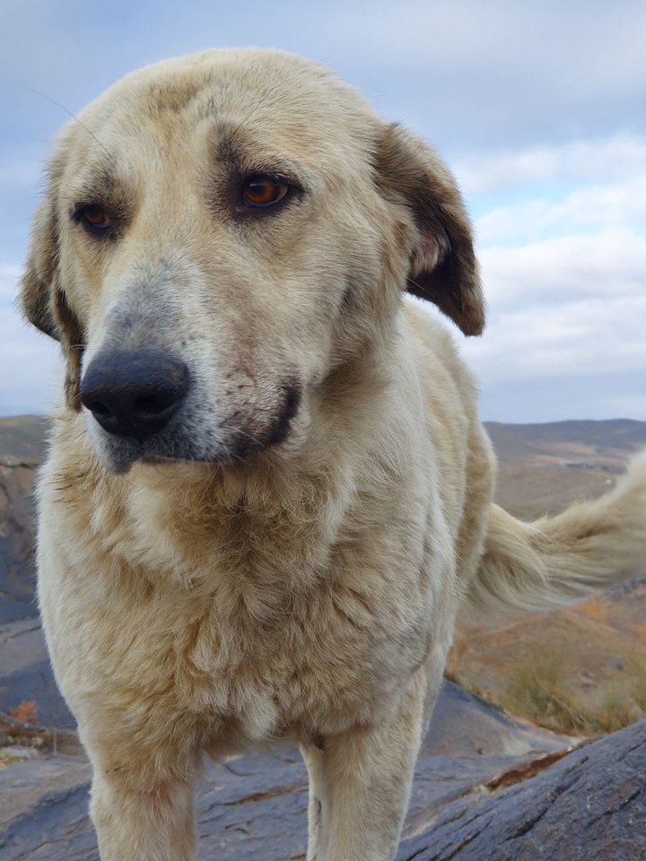 dog
