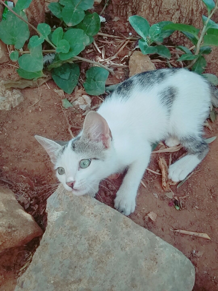 sweet cat
