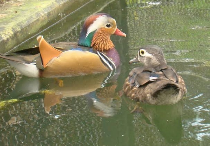 ducks