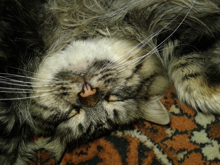 котиии
