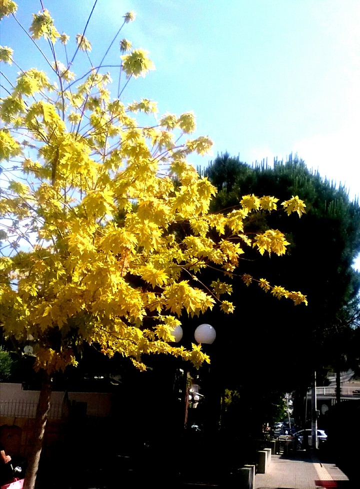 green yellow trees